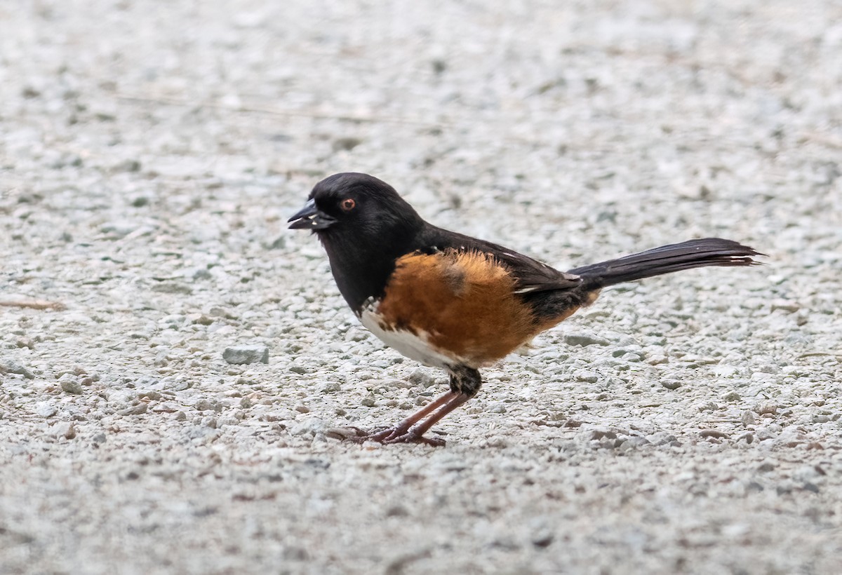Spotted Towhee - ML620969859
