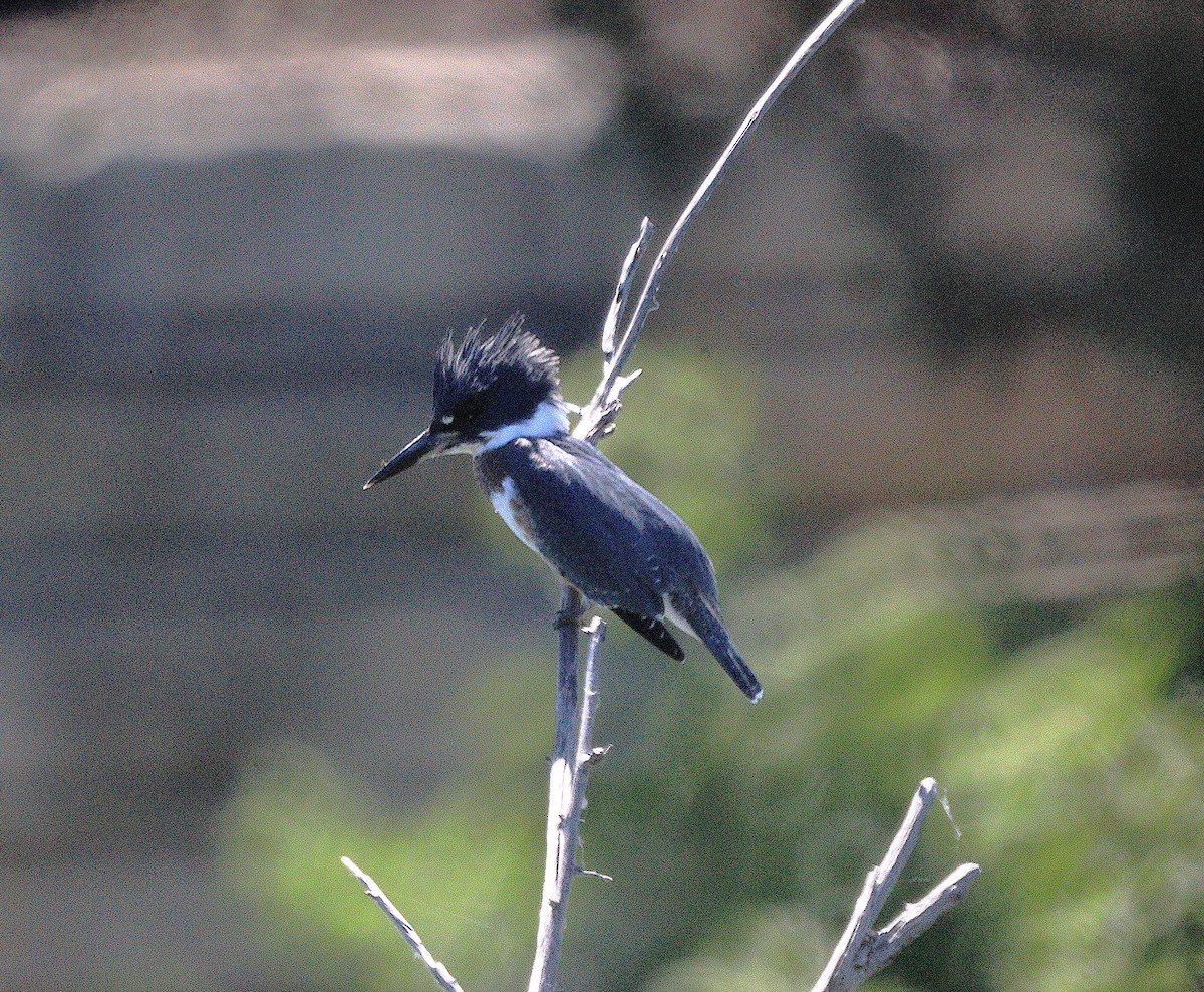 Belted Kingfisher - ML620969863