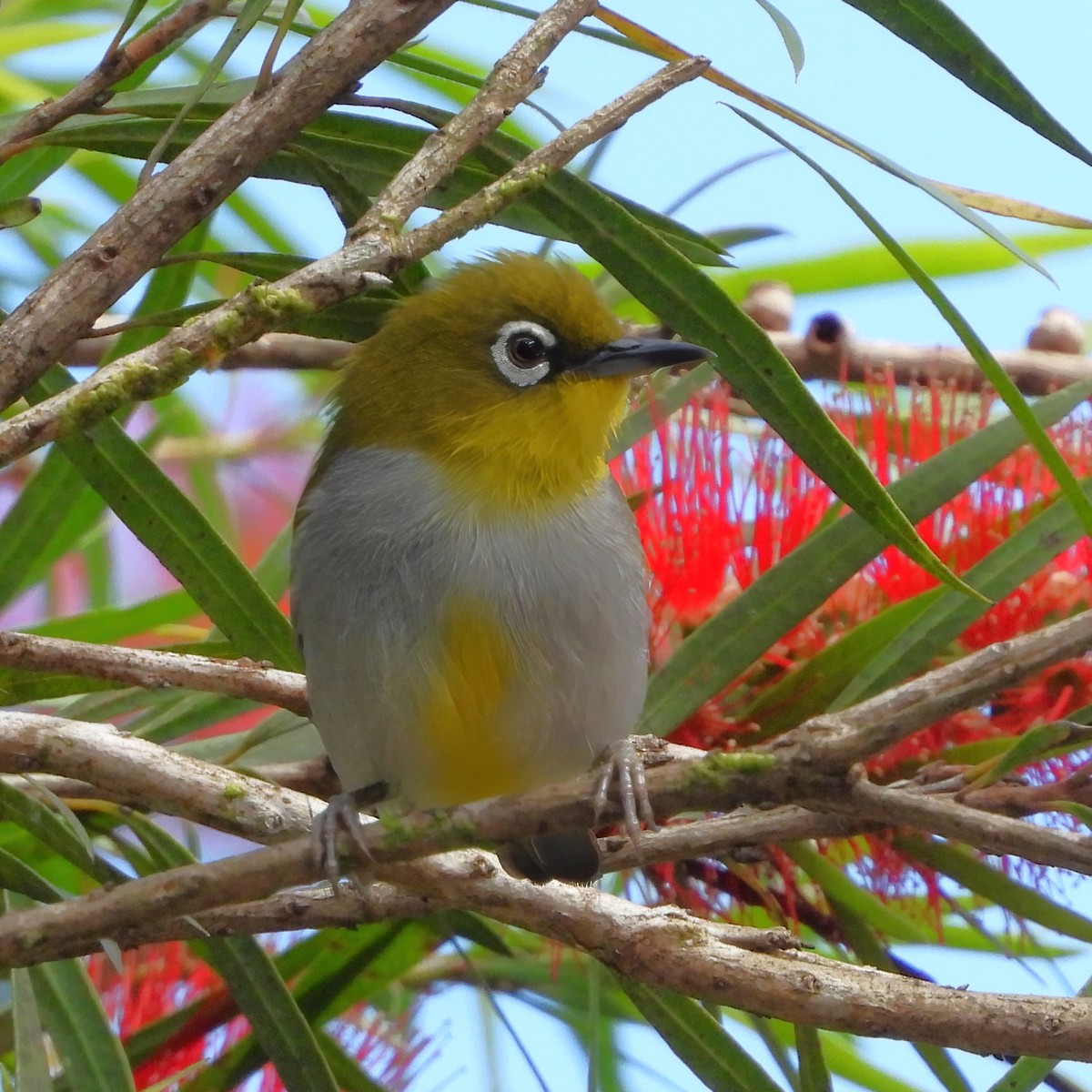 Hume's White-eye - ML620970020