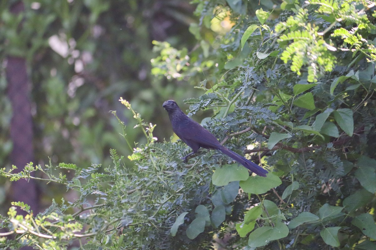 Groove-billed Ani - ML620970063