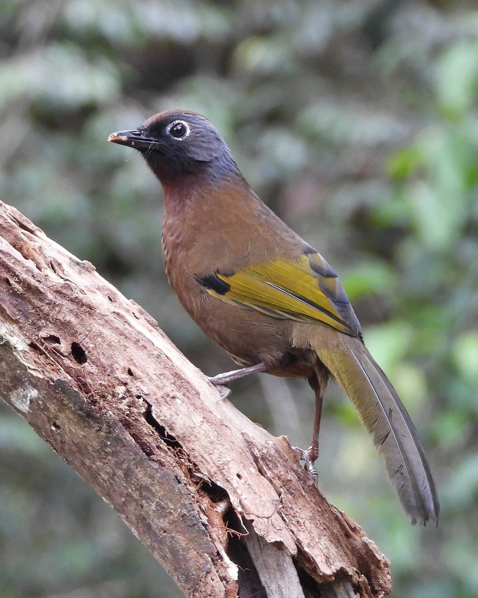 Malayan Laughingthrush - ML620970075