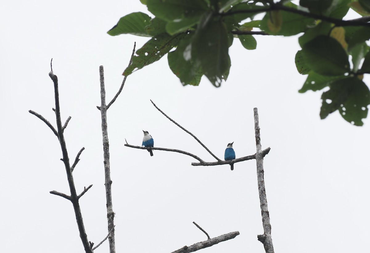 Lazuli Kingfisher - ML620970078