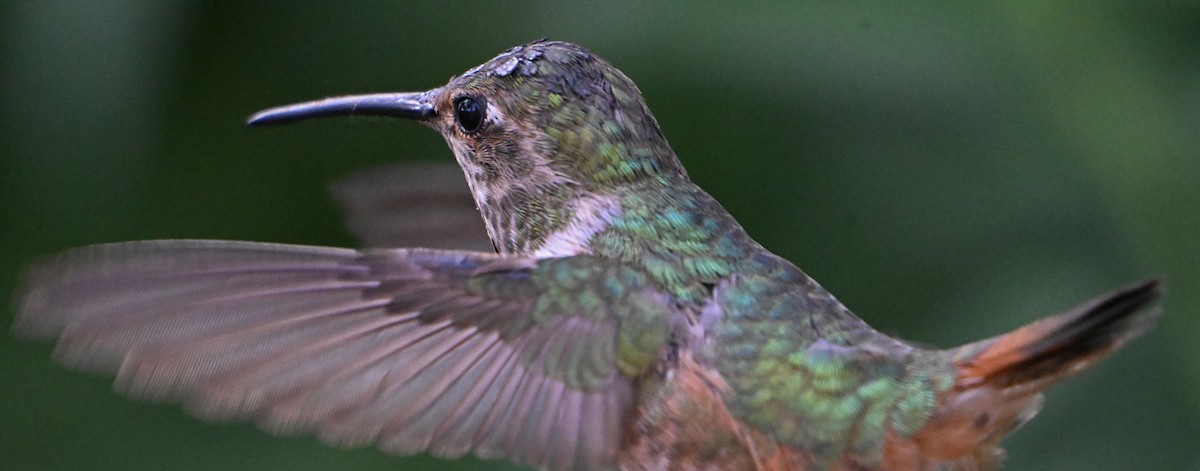 Allen's Hummingbird - ML620970087
