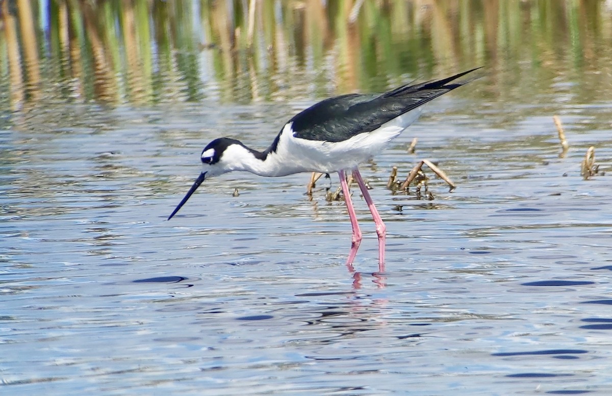 Cigüeñuela Cuellinegra - ML620970134