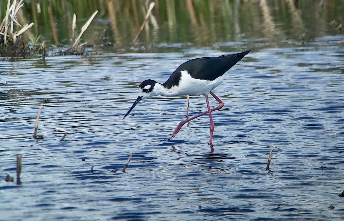 Schwarznacken-Stelzenläufer - ML620970139