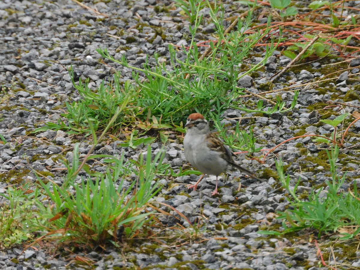 Chipping Sparrow - ML620970140