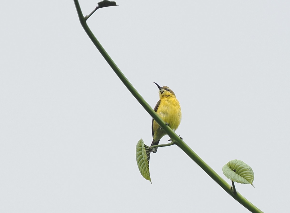 South Moluccan Sunbird - ML620970175