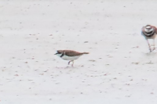 Semipalmated Plover - ML620970253