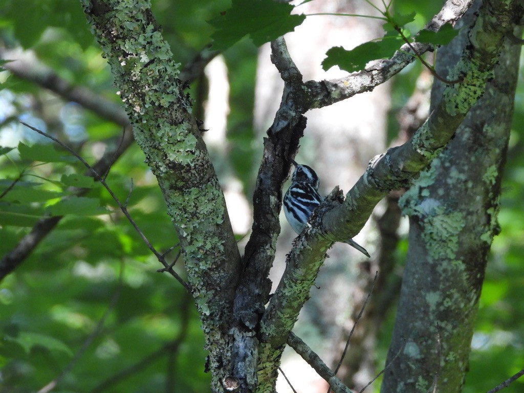 Black-and-white Warbler - ML620970410