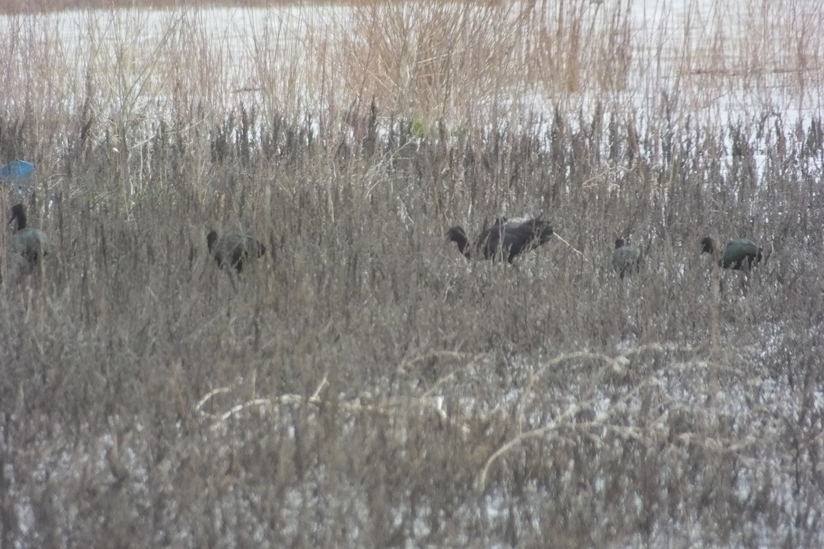 White-faced Ibis - ML620970412