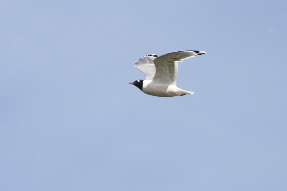 Franklin's Gull - ML620970535