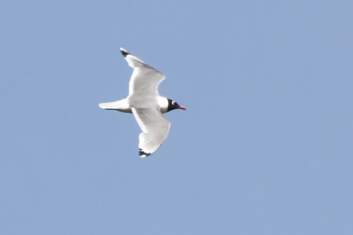 Franklin's Gull - ML620970536