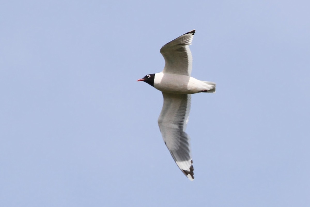 Franklin's Gull - ML620970537