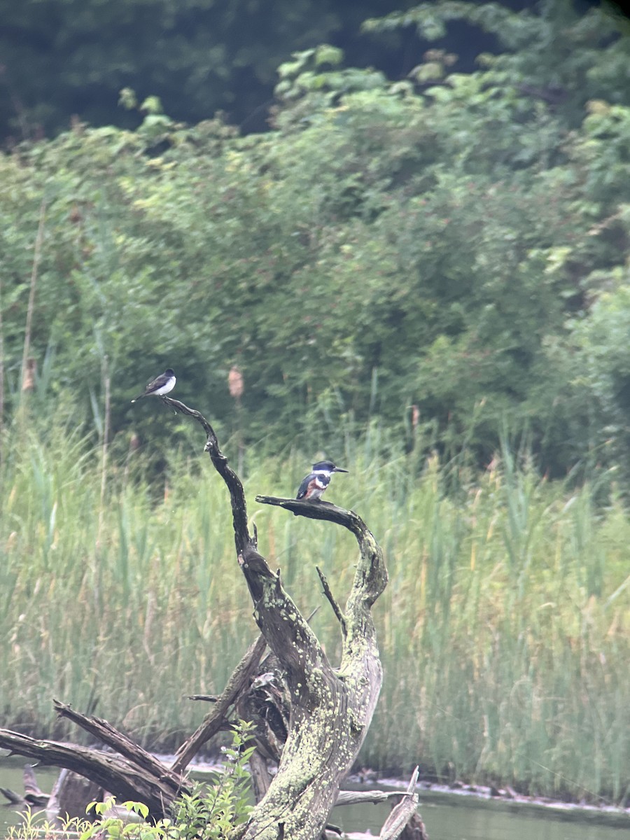 Belted Kingfisher - ML620970585