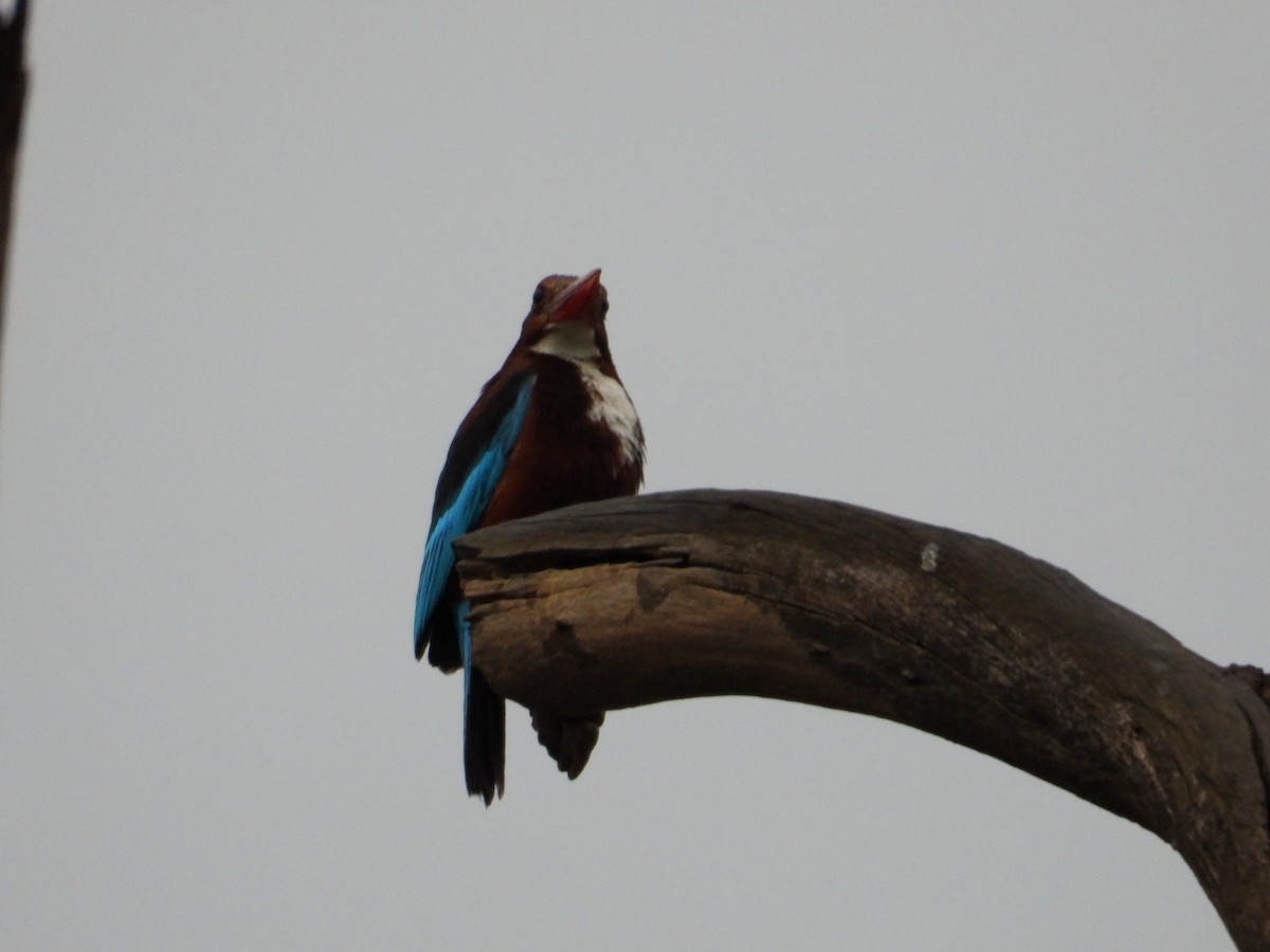 White-throated Kingfisher - ML620970611