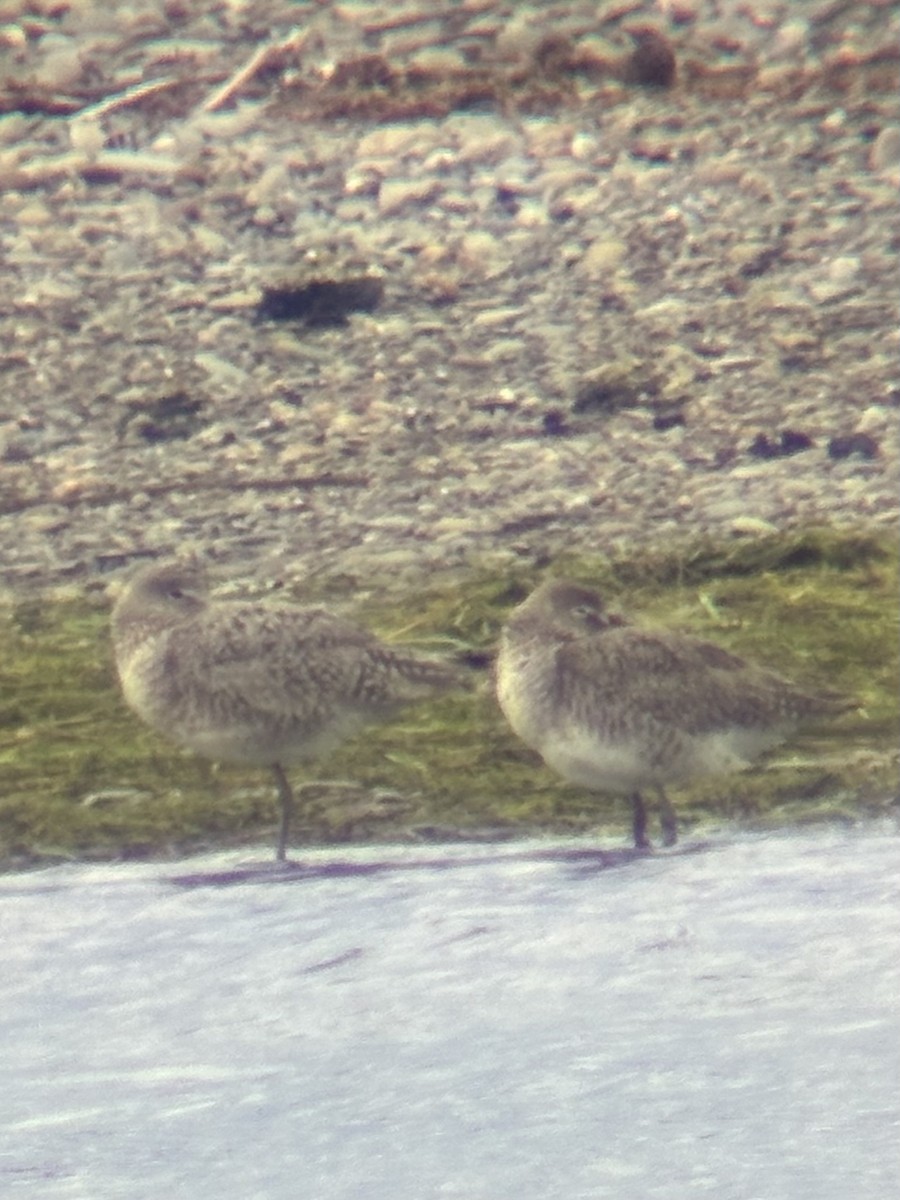 Willet - Katelyn Davis