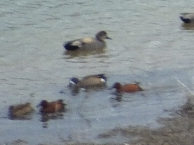 Blue-winged Teal - ML620970816