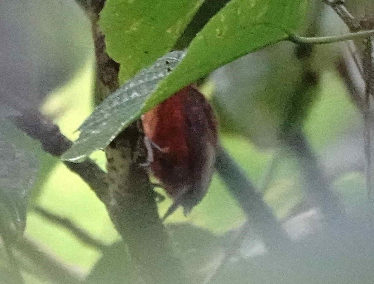 Rufous-breasted Piculet - ML620971011