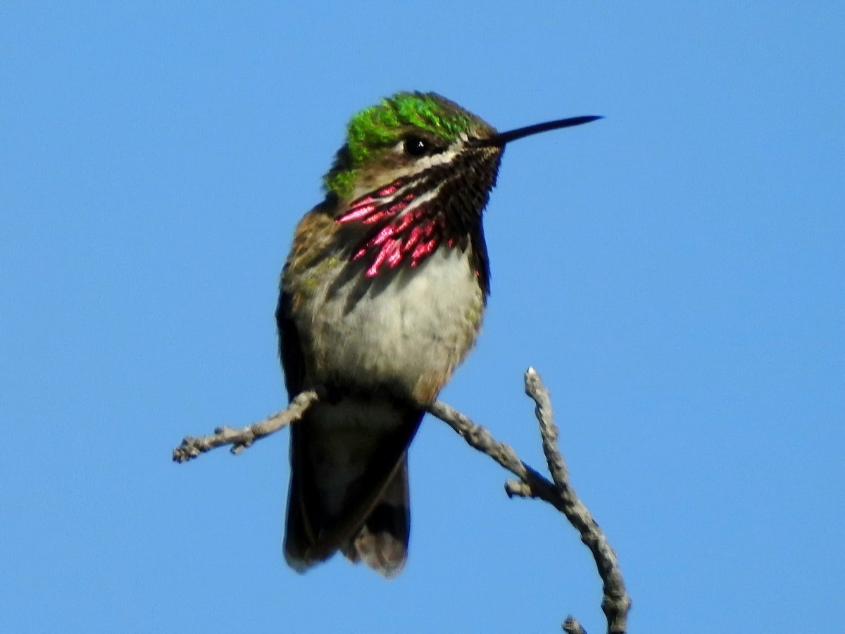 Calliope Hummingbird - ML620971106