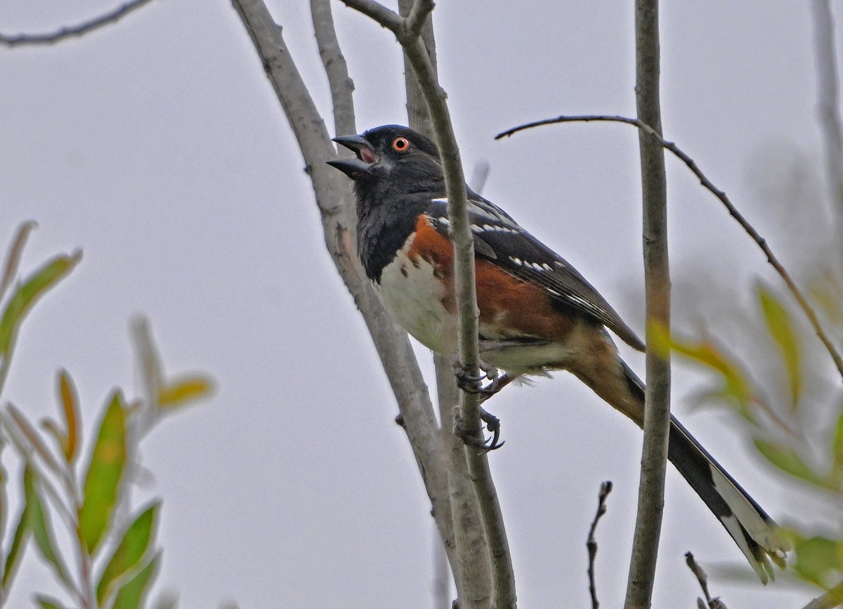 Spotted Towhee - ML620971197