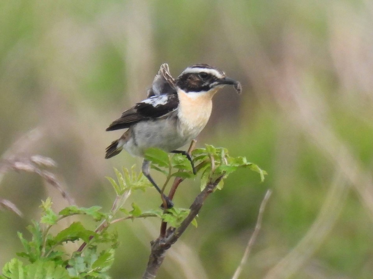 Whinchat - ML620971218