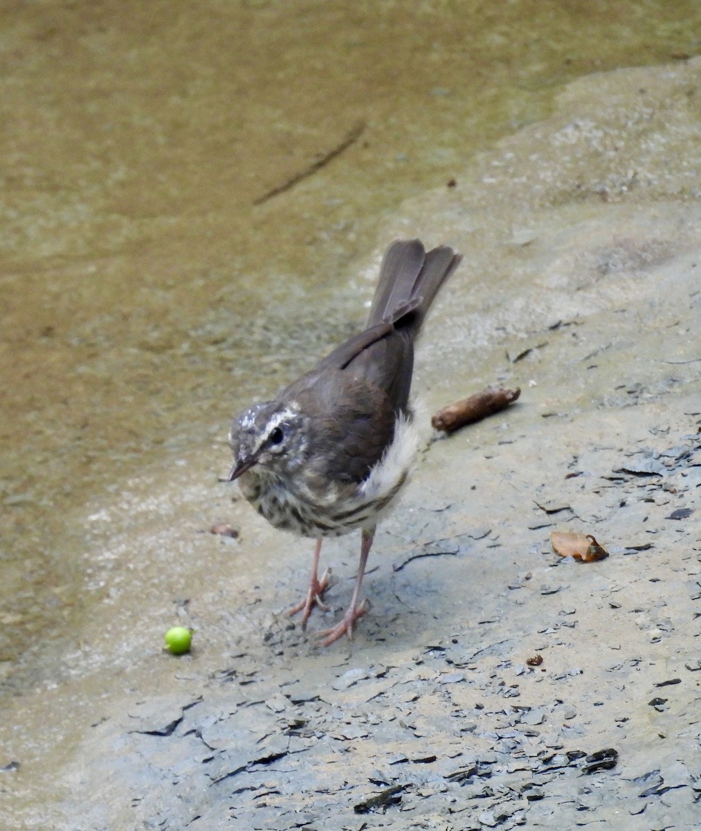 Louisiana Waterthrush - ML620971291