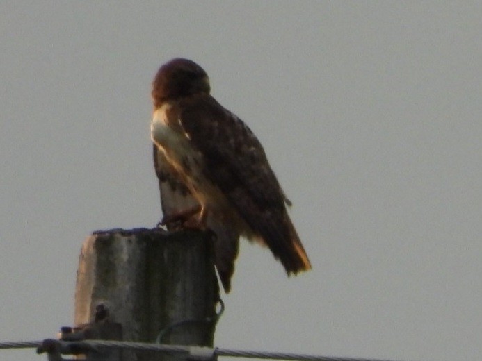 Red-tailed Hawk - ML620971321