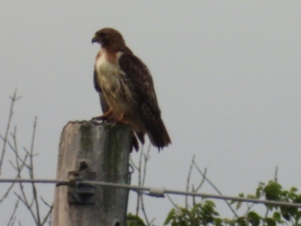 Red-tailed Hawk - ML620971322