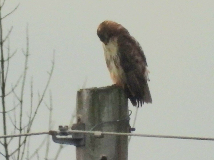 Red-tailed Hawk - ML620971324
