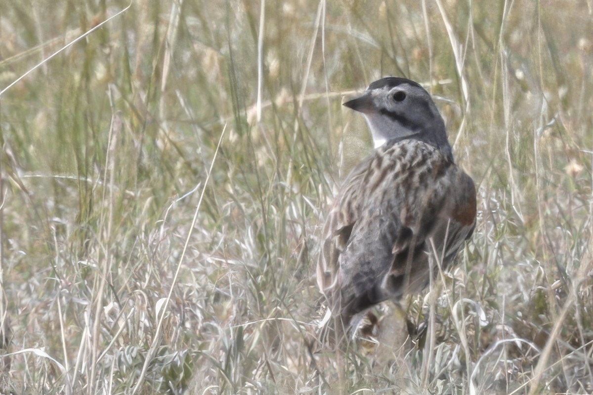 Thick-billed Longspur - ML620971341