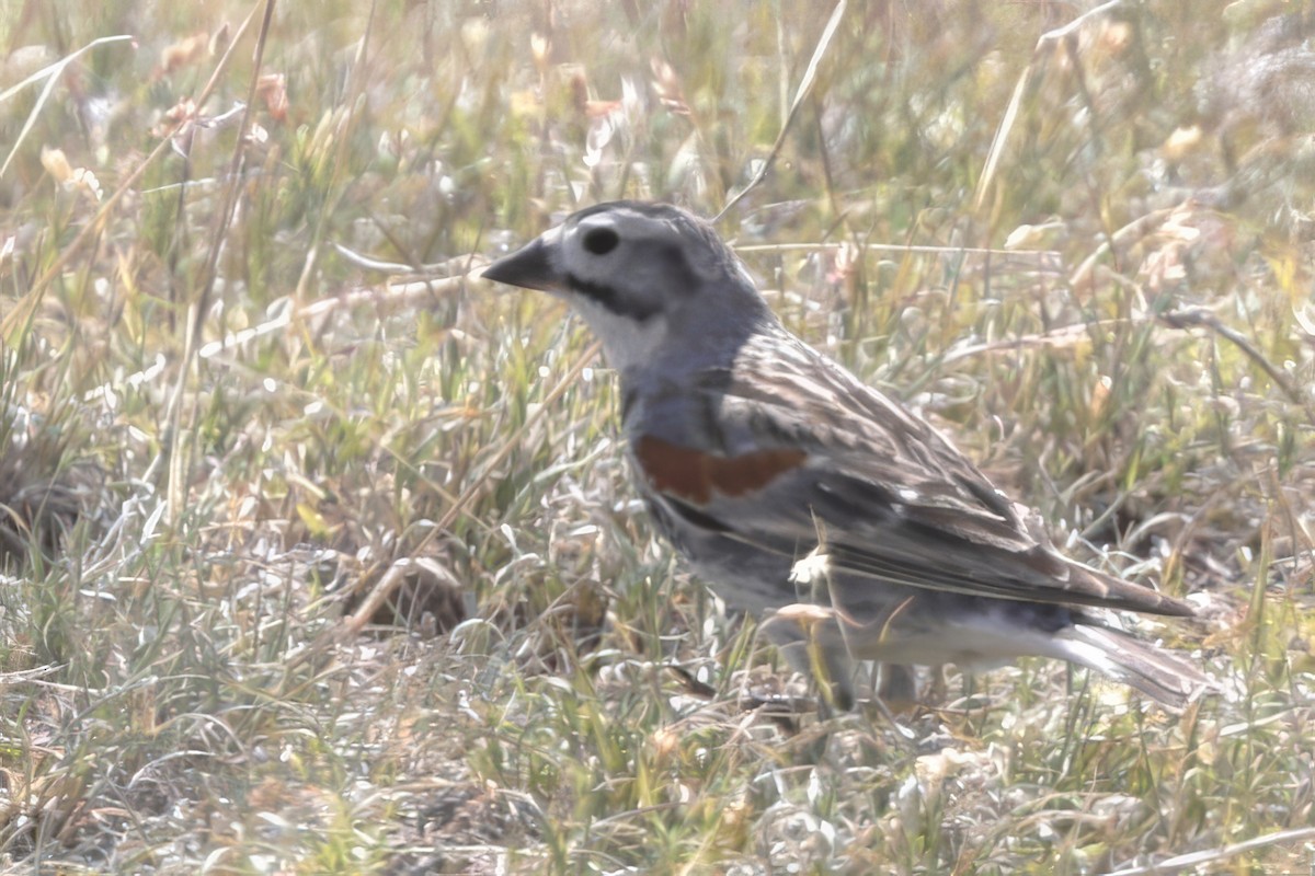 Thick-billed Longspur - ML620971342