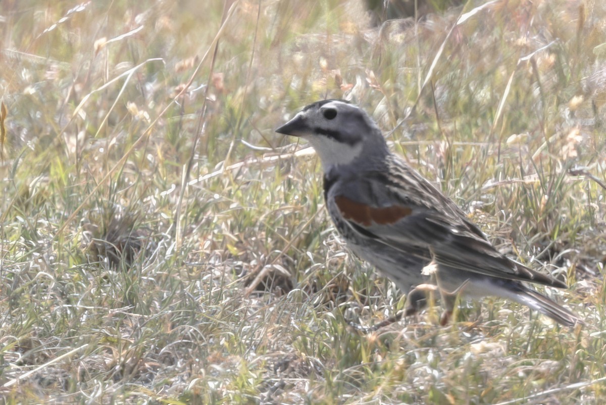 Thick-billed Longspur - ML620971343