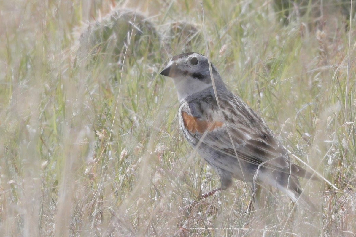 Thick-billed Longspur - ML620971344