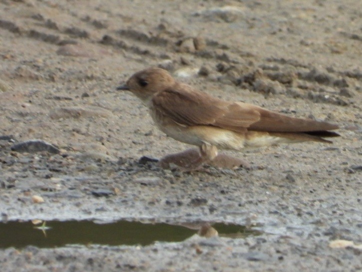 Northern Rough-winged Swallow - ML620971346