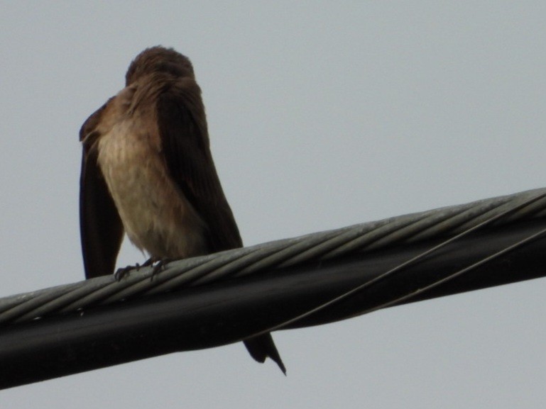 Northern Rough-winged Swallow - ML620971347