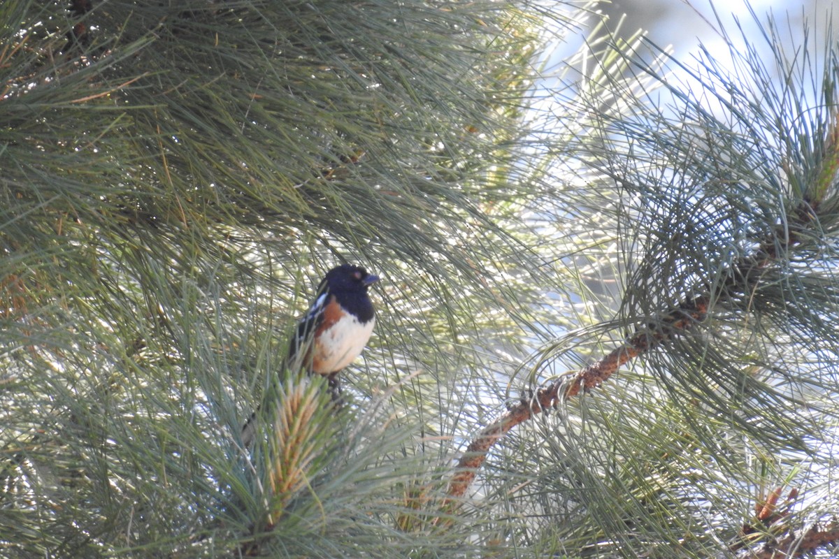 Spotted Towhee - ML620971350