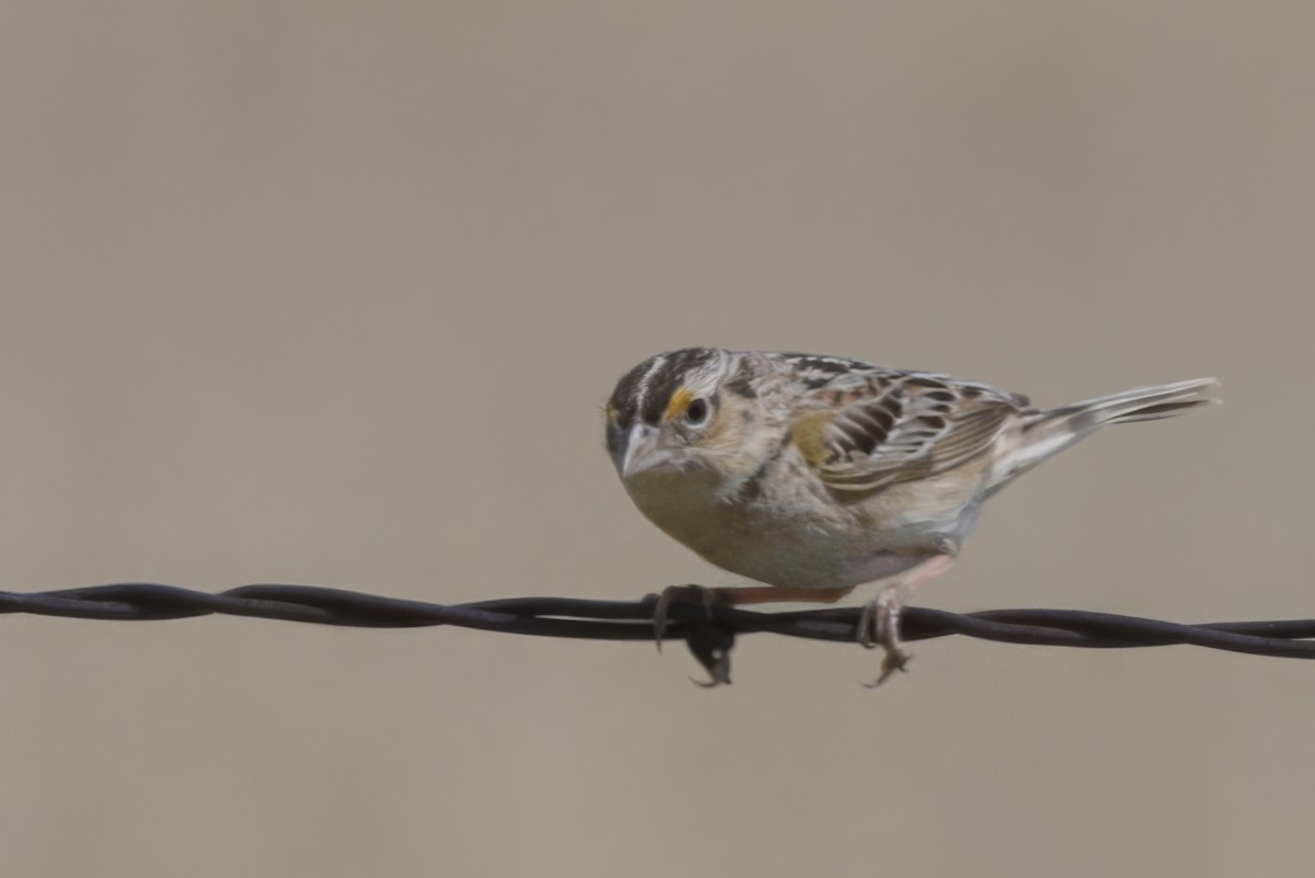 Grasshopper Sparrow - ML620971353