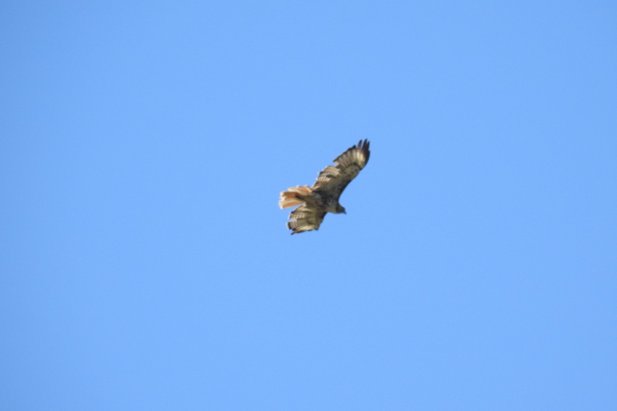 Red-tailed Hawk - ML620971412