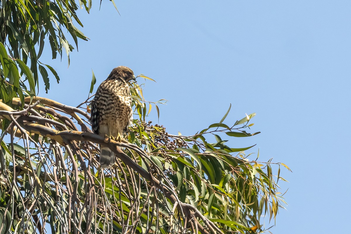 Red-shouldered Hawk - ML620971503