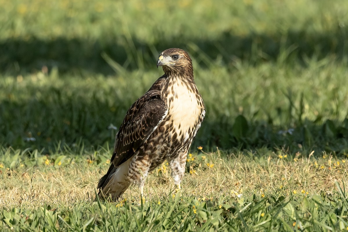 Red-tailed Hawk - ML620971506