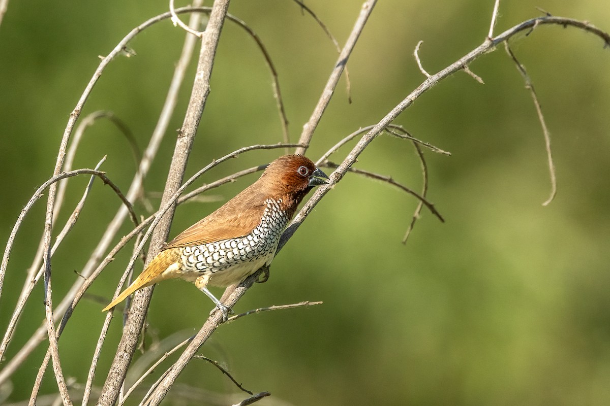 Scaly-breasted Munia - Kathryn McGiffen