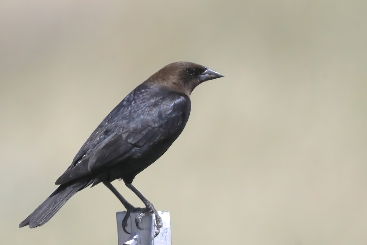 Brown-headed Cowbird - Jun Tsuchiya