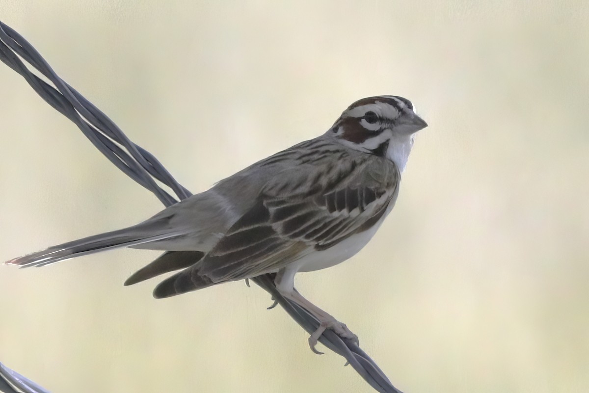 Lark Sparrow - Jun Tsuchiya