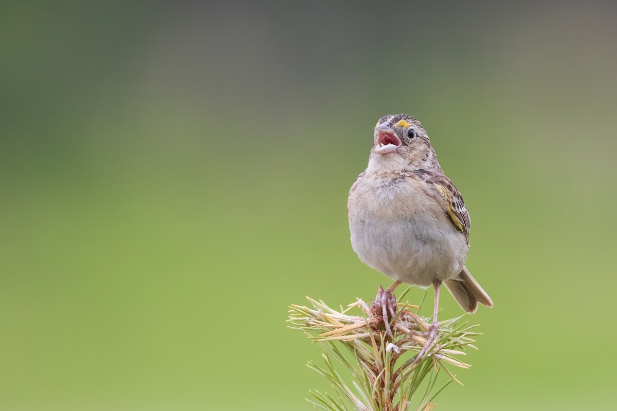 Grasshopper Sparrow - ML620971613