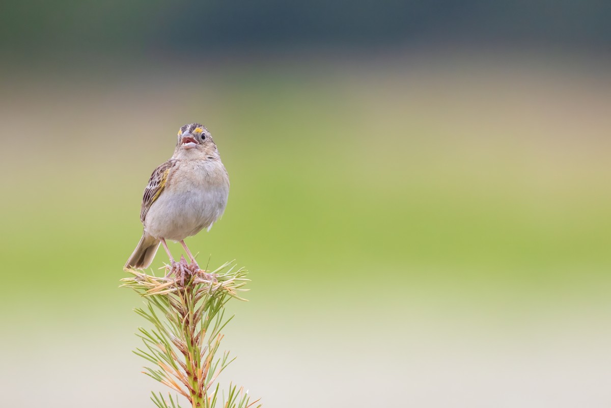 Grasshopper Sparrow - ML620971619