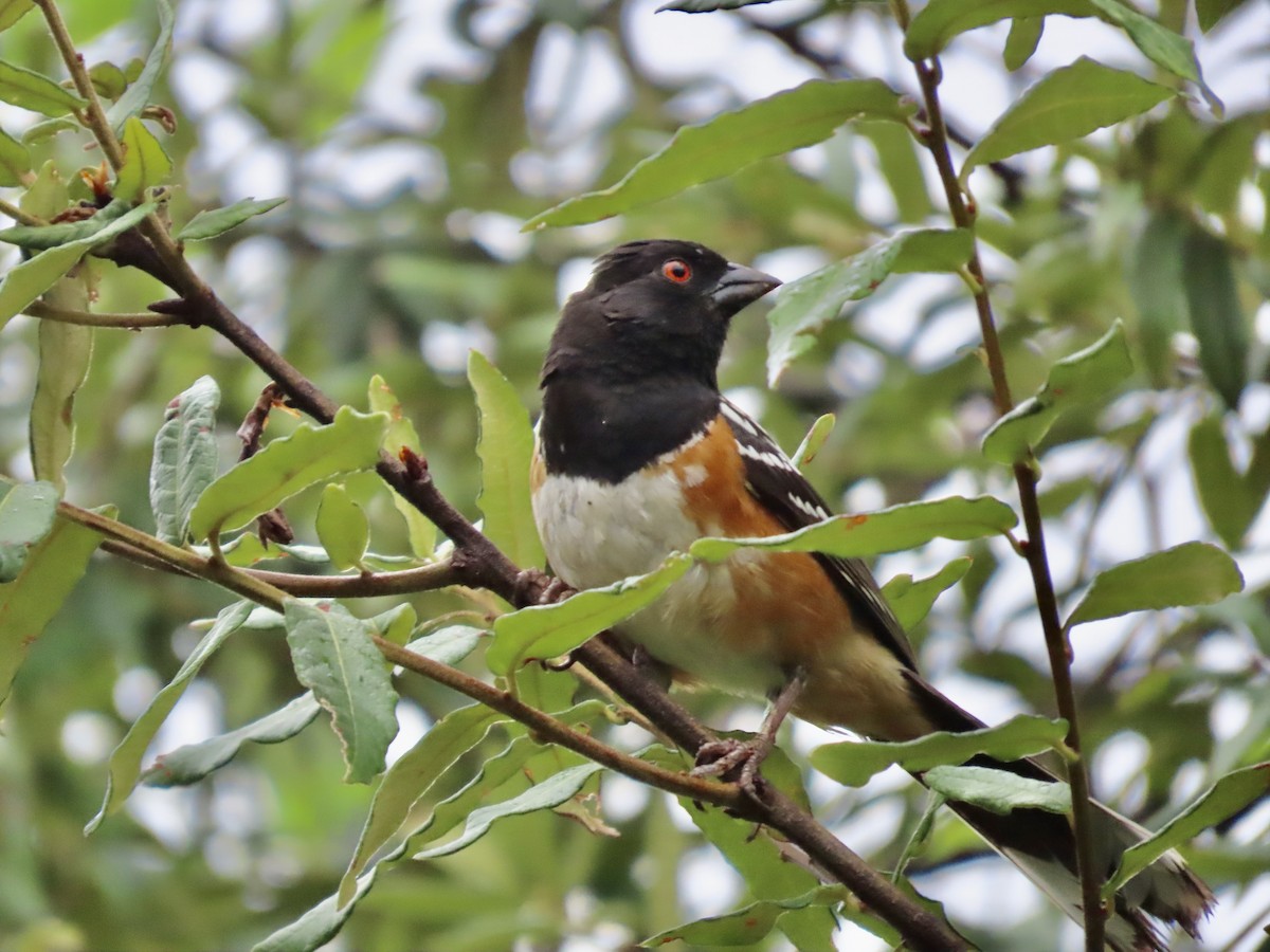 Spotted Towhee - ML620971692