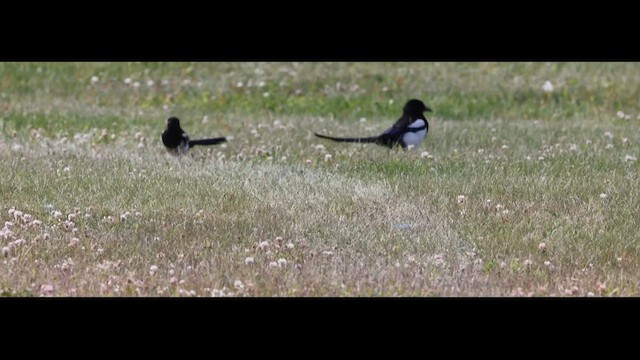 Black-billed Magpie - ML620971694