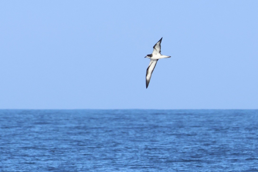 Galapagos Petrel - ML620971769