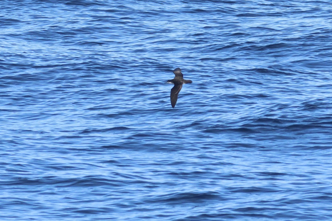 Galapagos Shearwater (Light-winged) - ML620971772