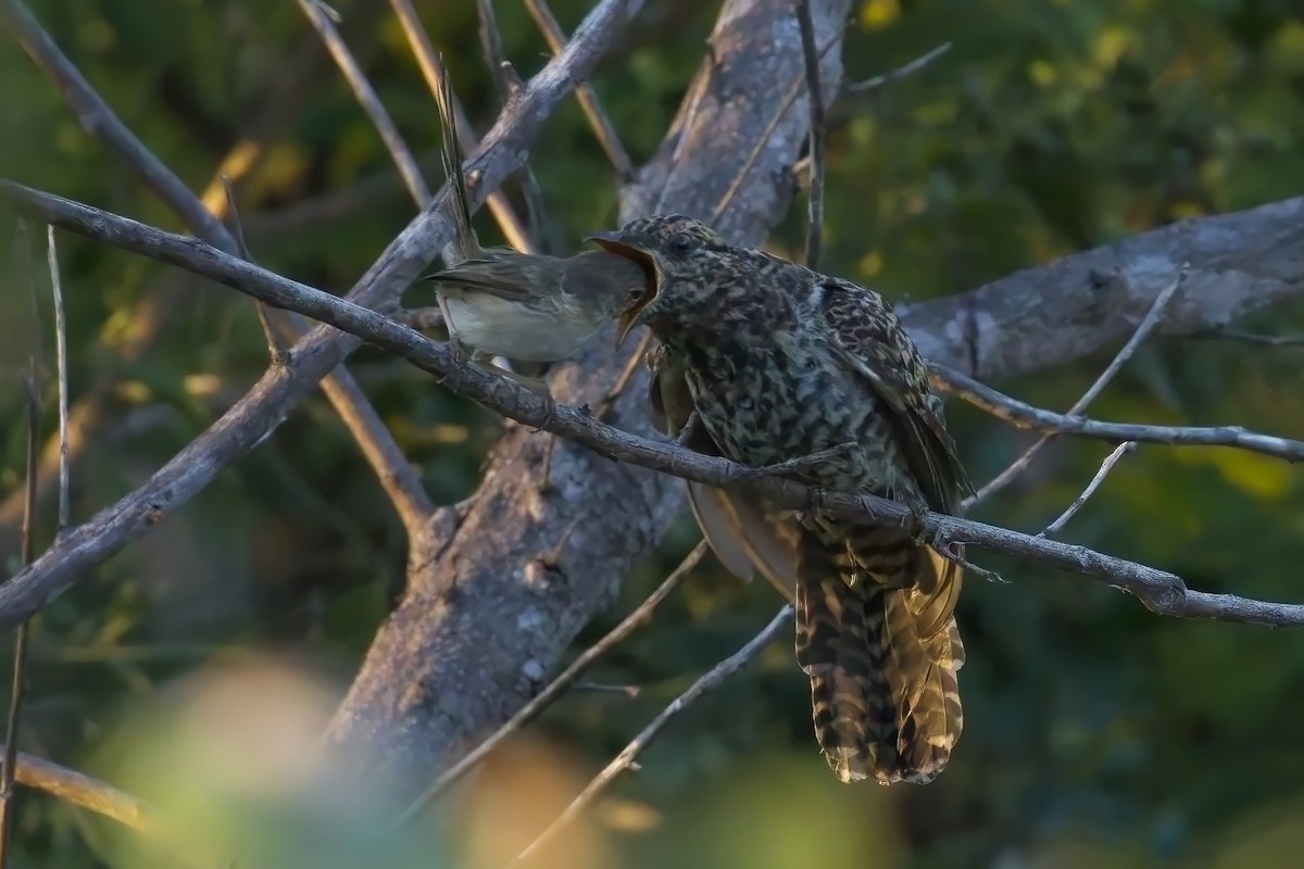 Brush Cuckoo - ML620971775